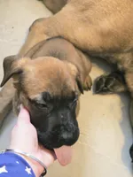 Apricot Girl AKC reg, a female English Mastiff for sale in Freeport, IL – Photo 5 of 7