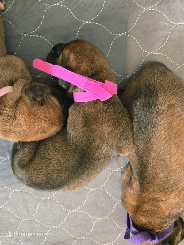 Apricot Girl AKC reg