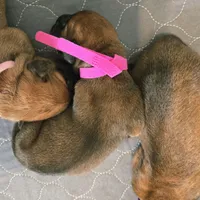 Apricot Girl AKC reg, a female English Mastiff for sale in Freeport, IL – Photo 3 of 7