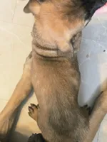 Apricot Girl AKC reg, a female English Mastiff for sale in Freeport, IL – Photo 6 of 7