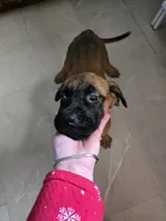 Apricot Girl AKC reg, a female English Mastiff for sale in Freeport, IL – Photo 8 of 8