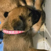 Apricot Girl AKC reg, a female English Mastiff for sale in Freeport, IL – Photo 2 of 7