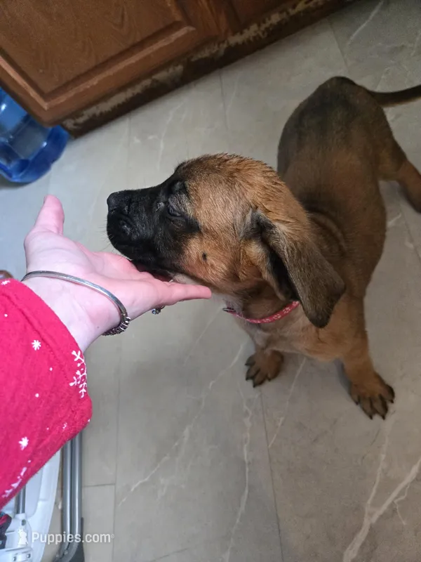 Apricot Girl AKC reg, a female English Mastiff for sale in Freeport, IL – Photo 1 of 8