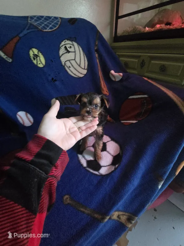Teacup boy yorkie – Yorkshire Terrier puppy for sale in Freeport, IL