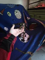 Teacup boy yorkie, a male Yorkshire Terrier for sale in Freeport, IL – 1 of 2