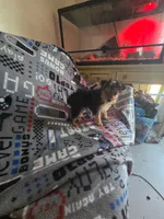 Teacup boy, a male Yorkshire Terrier for sale in Freeport, IL – 2 of 3