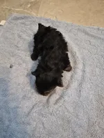 Teacup Yorkie boy akc reg., a male Yorkshire Terrier for sale in Freeport, IL – 3 of 3