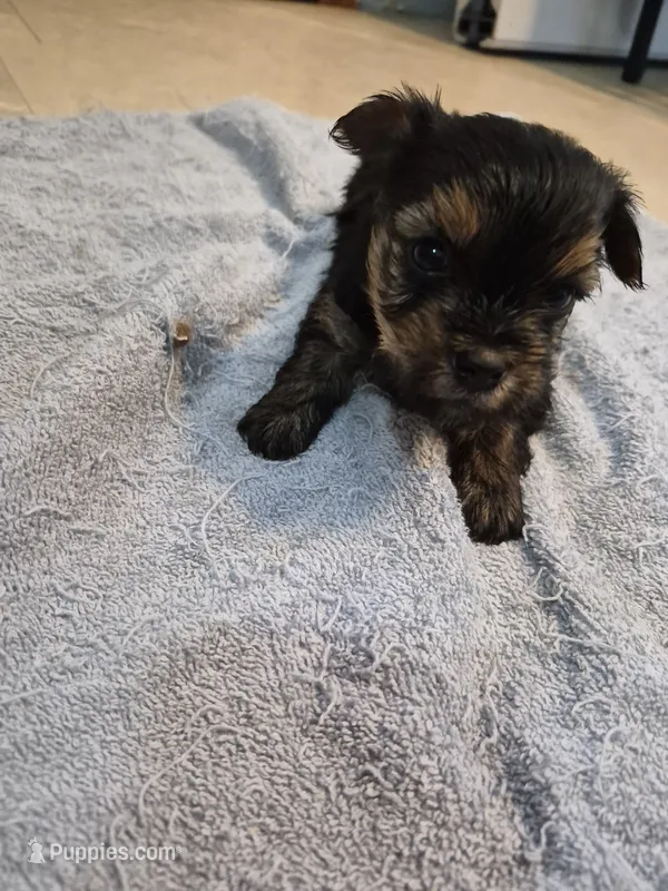 Yorkie boy akc registered – Yorkshire Terrier puppy for sale in Freeport, IL