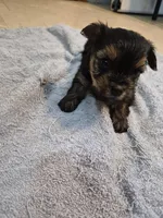 Yorkie boy akc registered, a male Yorkshire Terrier for sale in Freeport, IL – 1 of 3