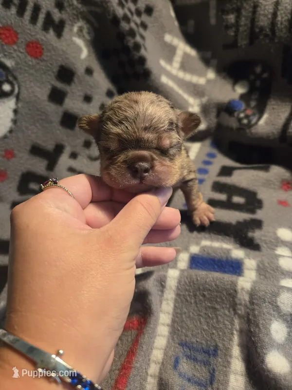 Blue merle akc reg. – French Bulldog puppy for sale in Freeport, IL
