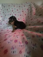 Teacup girl yorkie, a female Yorkshire Terrier for sale in Freeport, IL – 2 of 3
