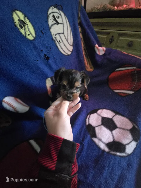 Yorkie boy teacup – Yorkshire Terrier puppy for sale in Freeport, IL