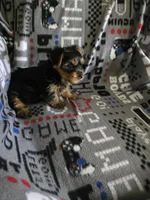 Yorkie boy akc reg, a male Yorkshire Terrier for sale in Freeport, IL – Photo 2 of 2