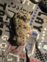 Blue merle akc reg., a male French Bulldog for sale in Freeport, IL – 3 of 3