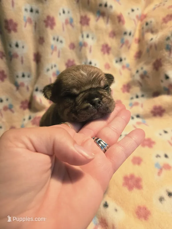 Tan girl-akc reg. – French Bulldog puppy for sale in Freeport, IL