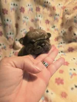 Tan girl-akc reg., a female French Bulldog for sale in Freeport, IL – 1 of 2