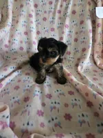 Yorkie girl akc reg., a female Yorkshire Terrier for sale in Freeport, IL – Photo 4 of 4