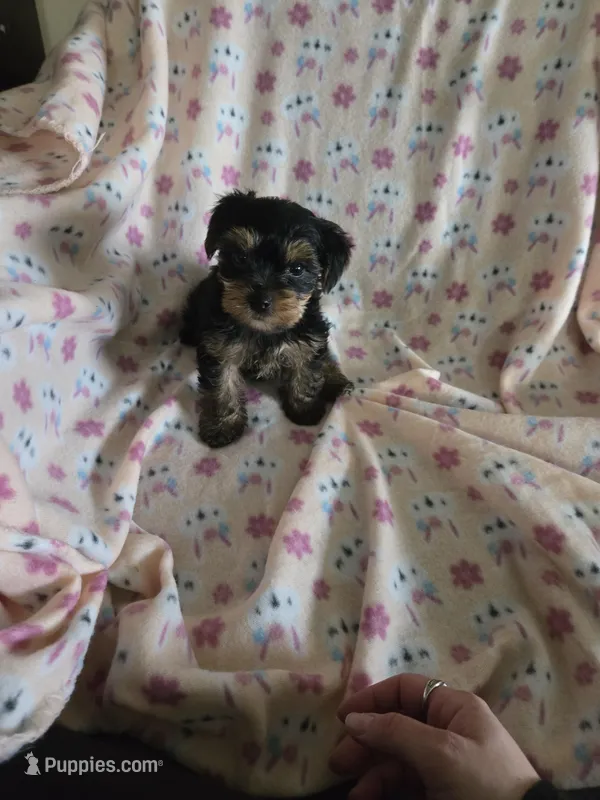 Yorkie girl akc reg. – Yorkshire Terrier puppy for sale in Freeport, IL