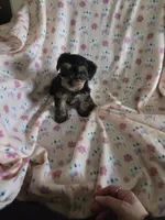 Yorkie girl akc reg., a female Yorkshire Terrier for sale in Freeport, IL – Photo 1 of 4