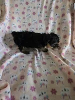 Yorkie girl akc reg., a female Yorkshire Terrier for sale in Freeport, IL – Photo 2 of 4