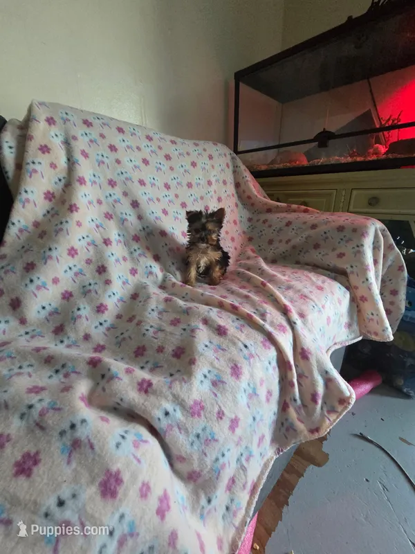 Micro teacup yorkie girl – Yorkshire Terrier puppy for sale in Freeport, IL