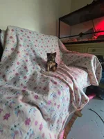 Micro teacup yorkie girl, a female Yorkshire Terrier for sale in Freeport, IL – 1 of 2