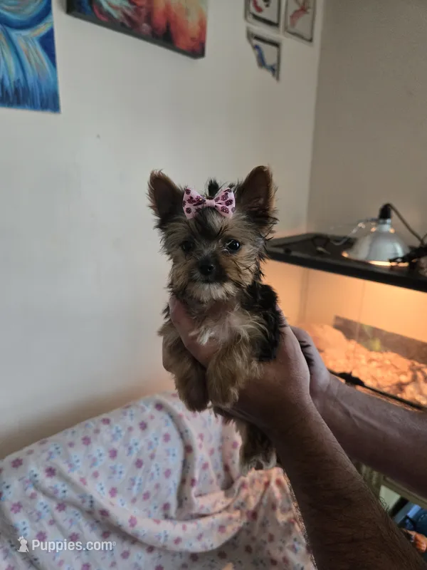 Micro teacup yorkie girl – Yorkshire Terrier puppy for sale in Freeport, IL