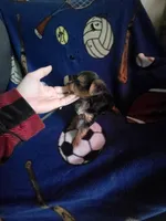 Teacup boy yorkie, a male Yorkshire Terrier for sale in Freeport, IL – 2 of 2