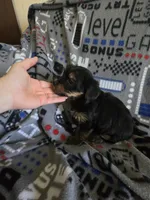 Yorkie boy ckc registered, a male Yorkshire Terrier for sale in Freeport, IL – Photo 2 of 3