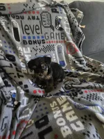 Yorkie boy ckc registered, a male Yorkshire Terrier for sale in Freeport, IL – Photo 3 of 3