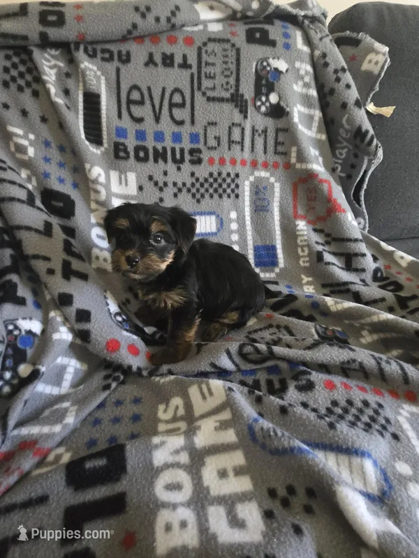 Yorkie boy ckc registered – Yorkshire Terrier puppy for sale in Freeport, IL