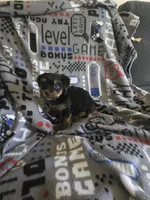 Yorkie boy ckc registered, a male Yorkshire Terrier for sale in Freeport, IL – Photo 1 of 3