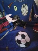 Yorkie boy teacup, a male Yorkshire Terrier for sale in Freeport, IL – 2 of 2