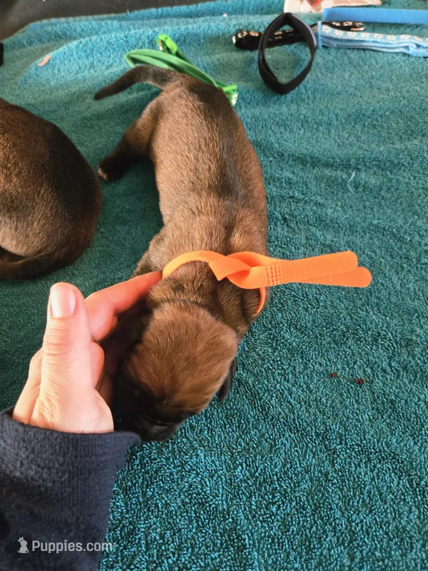 Apricot boy AKC reg.