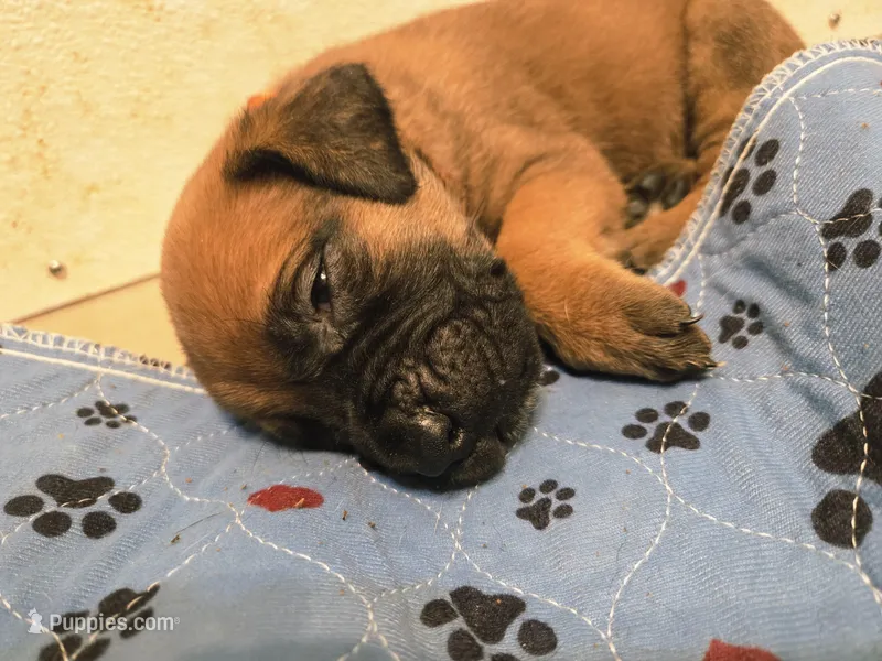 Apricot boy AKC reg.