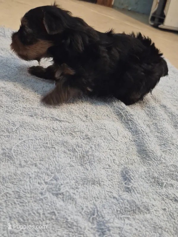 Teacup Yorkie boy akc reg. – Yorkshire Terrier puppy for sale in Freeport, IL