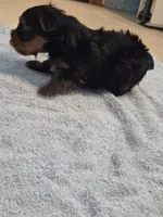 Teacup Yorkie boy akc reg., a male Yorkshire Terrier for sale in Freeport, IL – 1 of 3