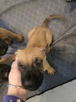 Apricot fawn boy AKC reg, a male English Mastiff for sale in Freeport, IL – Photo 7 of 8