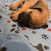 Apricot fawn boy AKC reg, a male English Mastiff for sale in Freeport, IL – Photo 2 of 8