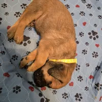 Apricot fawn boy AKC reg, a male English Mastiff for sale in Freeport, IL – Photo 3 of 8