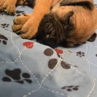 Apricot fawn boy AKC reg, a male English Mastiff for sale in Freeport, IL – Photo 1 of 8