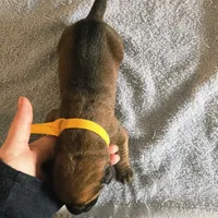 Apricot fawn boy AKC reg, a male English Mastiff for sale in Freeport, IL – Photo 5 of 8