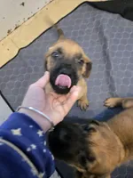 Apricot fawn boy AKC reg, a male English Mastiff for sale in Freeport, IL – Photo 8 of 8