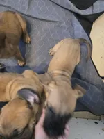 Apricot fawn boy AKC reg, a male English Mastiff for sale in Freeport, IL – Photo 6 of 8