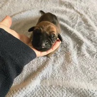 Apricot fawn boy AKC reg, a male English Mastiff for sale in Freeport, IL – Photo 4 of 8