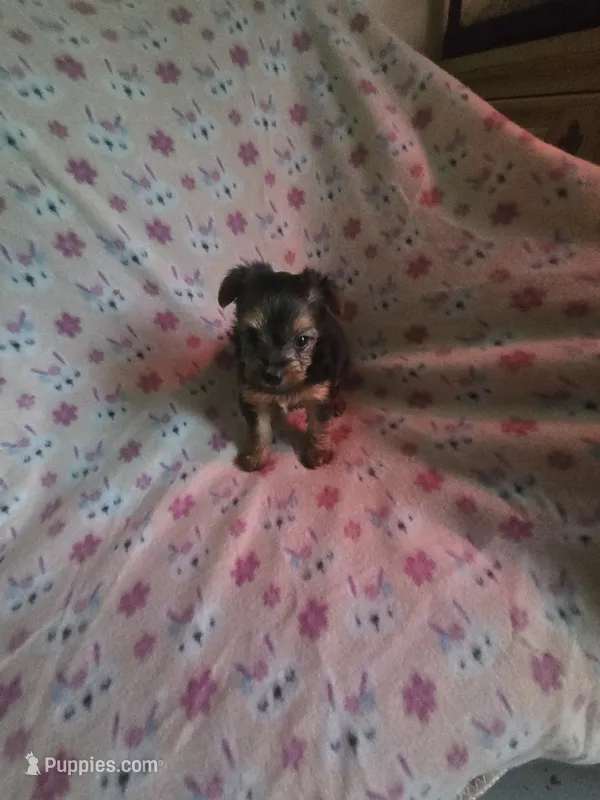 Teacup girl yorkie – Yorkshire Terrier puppy for sale in Freeport, IL