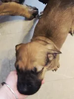 Apricot Girl AKC reg, a female English Mastiff for sale in Freeport, IL – Photo 5 of 6