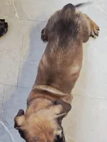 Apricot Girl AKC reg, a female English Mastiff for sale in Freeport, IL – Photo 4 of 6