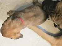 Apricot Girl AKC reg, a female English Mastiff for sale in Freeport, IL – Photo 6 of 6