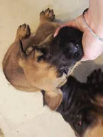 Apricot Girl AKC reg, a female English Mastiff for sale in Freeport, IL – Photo 3 of 6